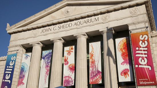 Shedd aquarium